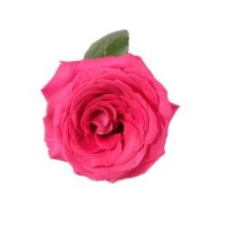 Pink Floyd Rose Raspberry Fuchsia, 50 Cm