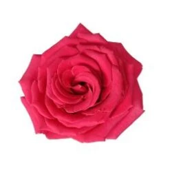Full Monty Rose Raspberry Fuchsia, 60 Cm