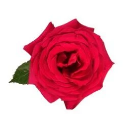Queenberry Rose Hot Pink Raspberry, 50 To 60 Cm