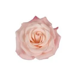 Rhoslyn Rose, 40 To 50 Cm, Romantic Soft Pink