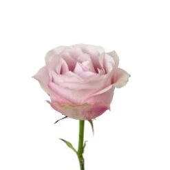Secret Garden Rose Light Pink Open Wide, 50 To 60cm