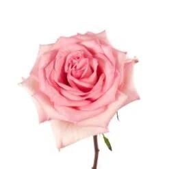 Sophie, Light Soft Pink Rose, 50 To 60 Cm