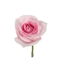Bulk Rose - Light Pink - Minimum 40 Cm