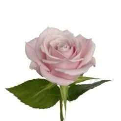 Sweet Eskimo Rose Light Pink, 40 Cm