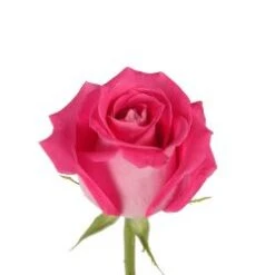 Topaz Rose, 50 To 60cm Hot Pink