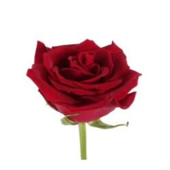 Cherry Love Rose Red, 60 Cm