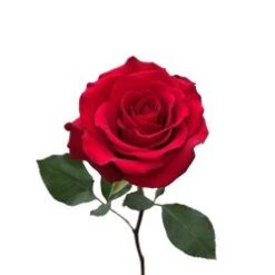 Cupido Red Rose, 50 To 60 Cm