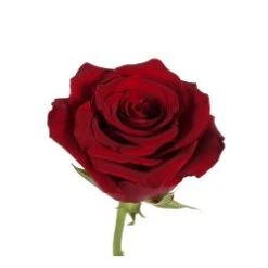 Explorer Rose Dark Red, 50 Cm