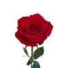 Premium Freedom Rose Red, 70 Cm