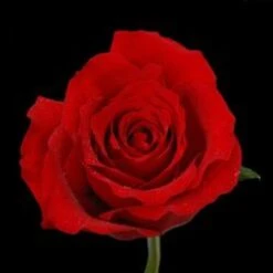 Rose - Colombian Freedom Red 50 Cm