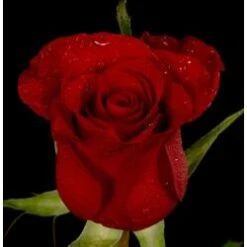 Roses, Red Paris - Burgundy. 40 Cm