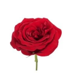 Sexy Red Rose, 60 Cm