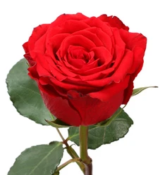 Undercover Rose Red, 50 To 60 Cm