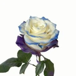 Opal Tinted Rose, Purple-Blue Shades, 50-60 Cm