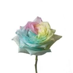 MARSHMELLOW UNICORN CANDY SCENT Tinted Rose, Pastel, 50-60cm
