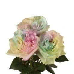 Aquarella Tinted Rose, Pastel Shades, 50-60cm