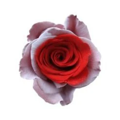 Tinted Cupid Rose, 60 Cm Red With Tinted White Outer Petals