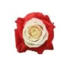 Tinted Dolce Amore Rose, 60cm