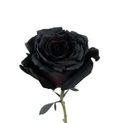 Halfeti Tinted Rose T45 Burgundy Black, 60cm
