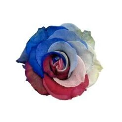 USA -Red White Blue - Tinted Rose 60 Cm