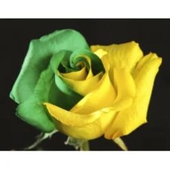 Karioka Tinted Rose T18 Yellow & Green, 60cm