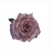 Lavender Latte Tinted Rose, 60cm