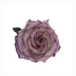 Lavender Latte Tinted Rose, 60cm