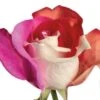LOVE Tinted Roses Red, White, Hot Pink 60 Cm