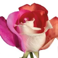 LOVE Tinted Roses Red, White, Hot Pink 60 Cm
