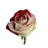 Mother Love, Red & White Tinted Rose T26, 60 Cm