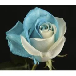 Ocean Wave Tinted Rose Blue & White 60cm