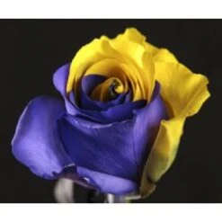 Purple Fire Tinted Purple & Yellow Rose , 60 Cm
