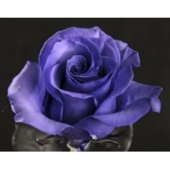 Purple Tinted Rose , 60 Cm