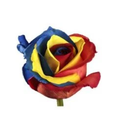 Rainbow Tricolor Tinted Rose Red, Yellow, Blue , 60 Cm