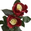 Red Soul Red & WhiteTinted Rose, 60 Cm