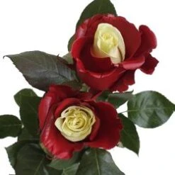 Red Soul Red & WhiteTinted Rose, 60 Cm