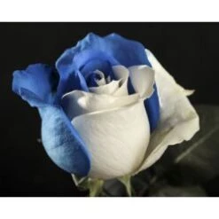 Sand & Sky Tinted White, Blue Rose, 60 Cm