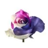 Sister's Love Tinted Rose Pink, Purple, White, 60 Cm