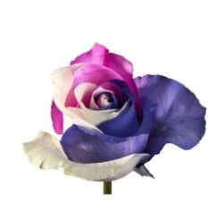Sister's Love Tinted Rose Pink, Purple, White, 60 Cm