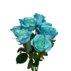 Teal Tinted Whisper Mellow Roses 60 Cm