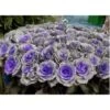 Lilac Gray Tinted Rose 60cm
