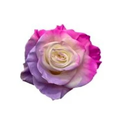 Opal Tinted Rose, Spring Shades, 50-60cm
