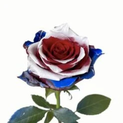 Star Spangled Banner Tinted Rose, 60cm