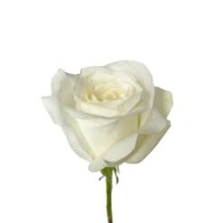 Akito Rose White, 60cm