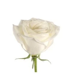 Bulk Rose - White - Minimum 40 Cm