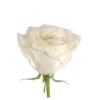 Sweet Heart Rose, White