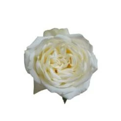 Polo Rose White, 50 Cm