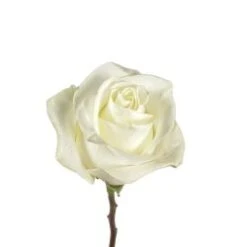 Polar Star Rose White, 50 Cm