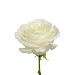 White Tibet Rose, 60 Cm