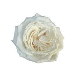 Playa Blanca Rose White, 50 Cm ( White Beach )